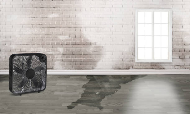 Best Flood damage cleanup  in Stuart, IA